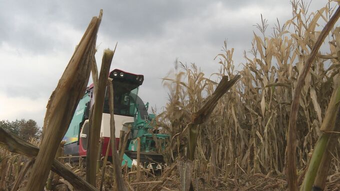 国内初の飼料製造工場完成へ　飼料用トウモロコシの収穫・製品化実演会|TBS NEWS DIG