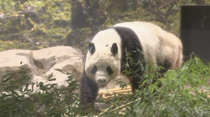 ついにさよなら　上野動物園の双子のパンダ「シャオシャオ」「レイレイ」　あす中国へ出発　国内では54年ぶりのパンダ不在に|TBS NEWS DIG