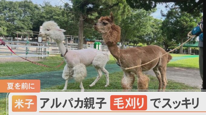 親子「アルパカ」毛刈りでスッキリ…そろってプードル風に　|　BSSニュース | BSS山陰放送