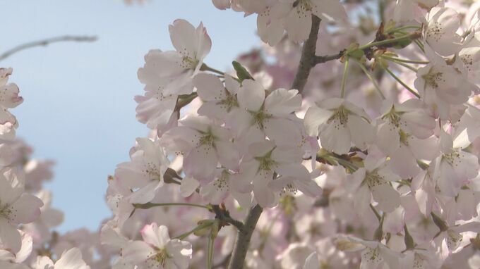 ソメイヨシノだけじゃない 地元住民が手塩にかけた「ジンダイアケボノ」が満開に　|　石川県のニュース｜MRO北陸放送