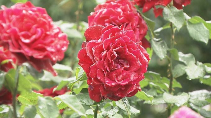 「例年より1週間ほど早く」金沢市富樫のバラ園見ごろ迎える　|　石川県のニュース｜MRO北陸放送