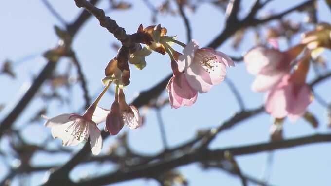 来週は最高気温20度超え 早咲きのサクラ咲き始め春の訪れ　|　石川県のニュース｜MRO北陸放送