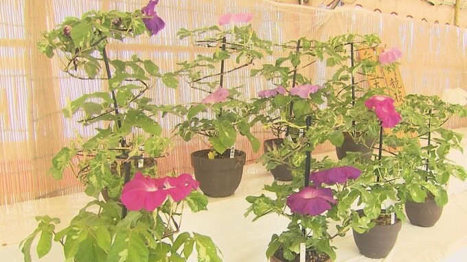 夏の風物詩「朝顔展」始まる　色とりどり60点展示　大分|TBS NEWS DIG
