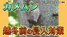 気づけば家の中に…お邪魔虫「カメムシ」正体と対策は？　|　石川県のニュース｜MRO北陸放送