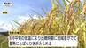 「はえぬき」9月1日、「つや姫」9月8日から収穫　県産米の刈り取りは平年より早まる見込み　品質向上に向け関係者が生育状況など確認（山形）　|　山形のニュース│TUYテレビユー山形