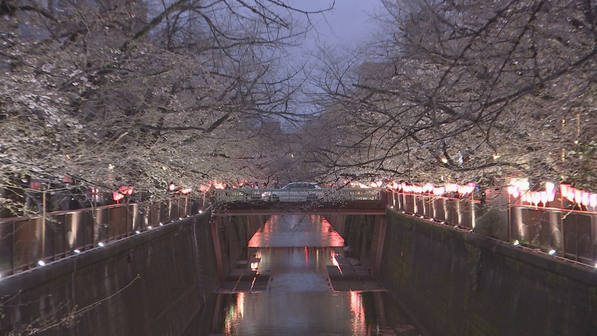 桜の名所で夜桜ライトアップが復活 目黒川は4年ぶり 隅田川でも「墨堤さくらまつり」始まる TBS NEWS DIG
