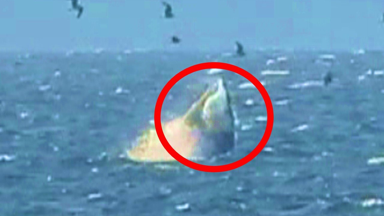 ミンククジラ』と見られる生物が陸奥湾に現れる 餌となるマイワシや