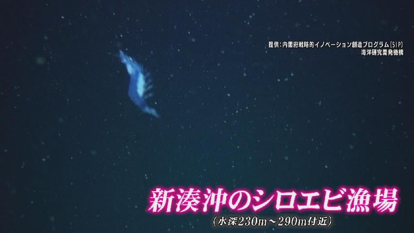 富山湾のシロエビはどこへ？海中ロボットが深海調査、地震後の漁場の