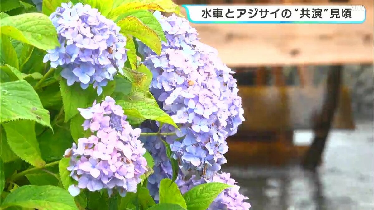 しっとり雨が降るのが良い感じ」水車とアジサイの“共演”見頃 高知