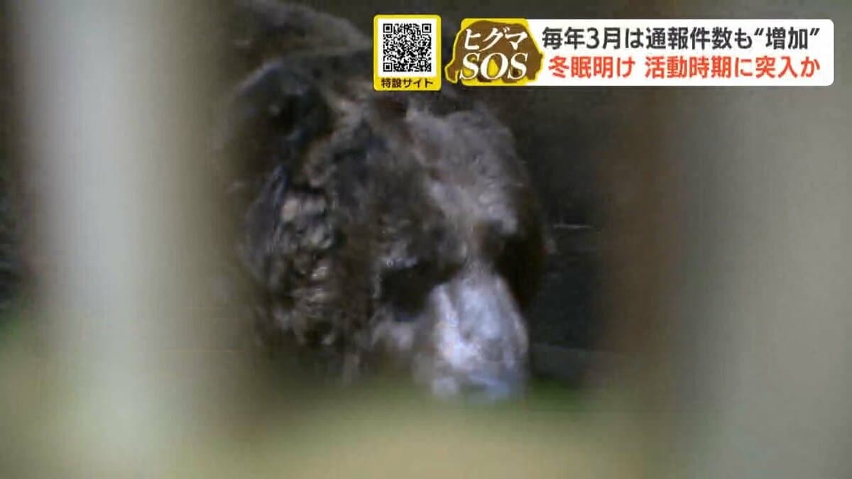 ヒグマ】毎年3月は通報件数“急増”冬眠明けのクマに注意 冬眠明けて活動