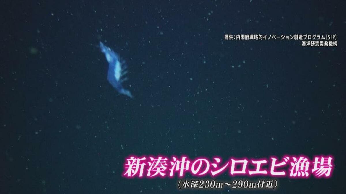 富山湾のシロエビはどこへ？海中ロボットが深海調査、地震後の漁場の