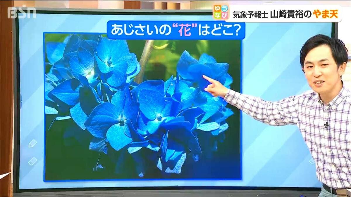 サムネイル_これから本格的に咲く【サムライブルー】護摩堂山のアジサイ“七変化” 新潟県田上町