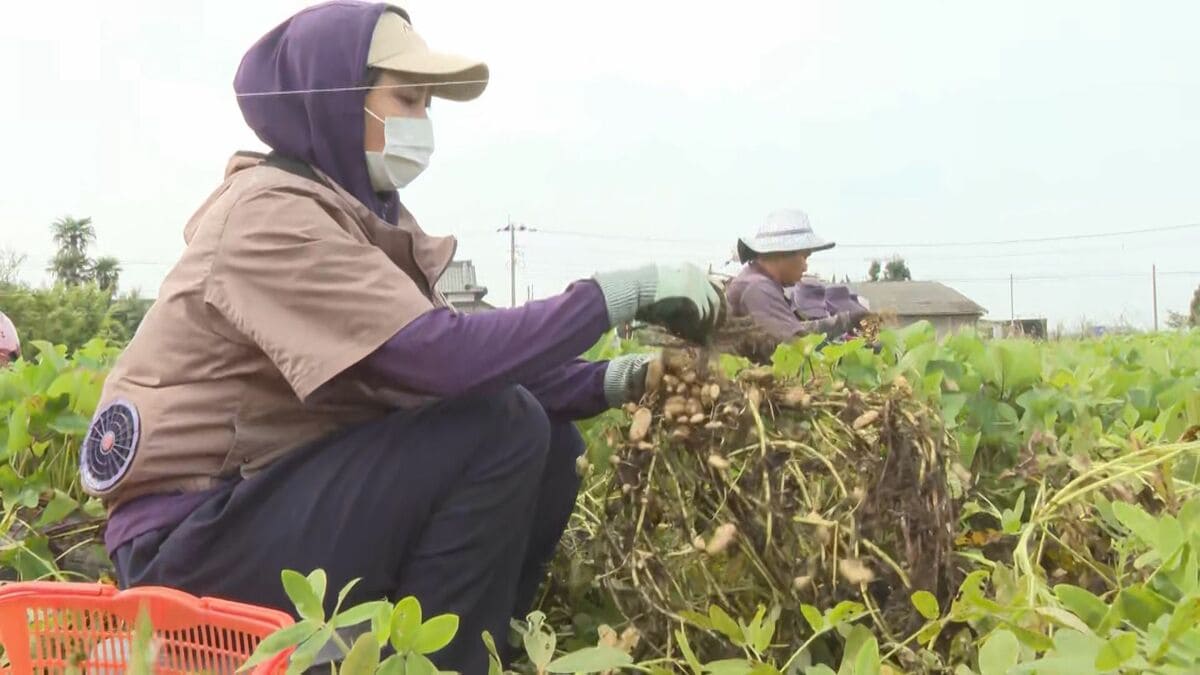 豊後高田市特産・落花生の収穫始まる　県内各地で真夏日予想　大分