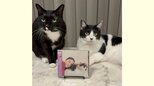 【 ねこ 】藤あや子さんの愛猫マル＆オレオ「ジャケ写デビュー」新曲CDに3人で登場　曲には “両親への思い” |TBS NEWS DIG