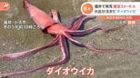 全長約3メートル!ダイオウイカが福井で生きたまま打ち上がる|TBS NEWS DIG