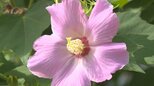宗玄寺で400本のフヨウの花が咲き誇る 恵みの雨で一斉開花 大分・杵築市 |TBS NEWS DIG