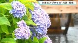 「しっとり雨が降るのが良い感じ」水車とアジサイの“共演”見頃　高知・四万十市安並　|　高知のニュース・天気｜KUTV NEWS | KUTVテレビ高知