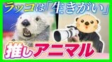【動物推しの“沼”】ラッコは「生きがい」鳥羽水族館に通い詰める男性の情熱に密着　ランチも忘れて撮影に全集中「仕草も表情も豊かで飽きない」　|　MBSニュース | 関西の最新ニュースを分かりやすく。