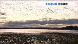 ガン類・ハクチョウ類・カモ類21万羽あまり確認「去年の同時期比でおよそ3万3000羽少なく」冬の渡り鳥生息調査 宮城 | 宮城のニュース│tbc NEWS│tbc東北放送