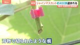 「一気に持っていかれて悲しい」果樹園でシャインマスカット約400房盗まれる　被害額は約80万円　栃木・佐野市|TBS NEWS DIG