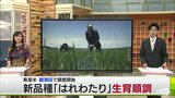 青空の下で今年初のコメの生育調査始まる　今年全国デビューの県産米「はれわたり」順調に生育|TBS NEWS DIG