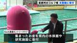 海の研究や調査に役立てて 高知・芸西村のゴルフ場が水族館に寄付 | 高知のニュース・天気|KUTV NEWS | KUTVテレビ高知