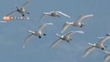 冬の使者「コハクチョウ」初飛来　去年より2日遅く　|　BSSニュース | BSS山陰放送