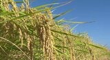【独自】コメ集荷でJAが農家に前払いする「概算金」長野県内はコシヒカリ60キロあたり1万6000円前後に…過去最高額の2025年比で約4割マイナス…厳しい現状に、農家には「不安」も…　|　SBC NEWS | 長野のニュース | SBC信越放送