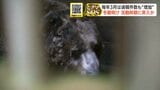 【ヒグマ】毎年3月は通報件数“急増”冬眠明けのクマに注意　冬眠明けて活動時期に突入か…春までクルミが残っていると、食べに来る可能性も|TBS NEWS DIG
