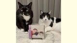 【 ねこ 】藤あや子さんの愛猫マル&オレオ「ジャケ写デビュー」新曲CDに3人で登場 曲には “両親への思い” |TBS NEWS DIG