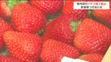 “イチゴ”の船による輸送に成功「輸送期間16日」でも鮮度が落ちない新しい方法とは？　|　宮城のニュース│tbc NEWS│tbc東北放送