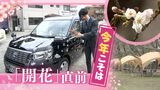 「開花直前！」“お花見専門”のタクシーも復活へ　今年は高まる期待　|TBS NEWS DIG