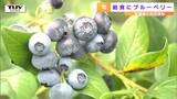 「いろんな果物があるんだよ」地域の味のひとつはブルーベリー！児童が給食で味わう（山形・村山市）　|　山形のニュース│TUYテレビユー山形