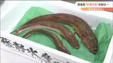 「卵巣に毒」ほぼ流通しない深海魚“ナガヅカ”をフライで試食 その味は?宮城 | 宮城のニュース│tbc NEWS│tbc東北放送