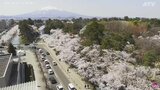 宿泊税の導入”積極的”検討へ　桜の名所青森・弘前市　導入されれば東北初|TBS NEWS DIG