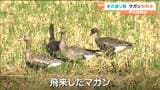 冬の渡り鳥"マガン"の2025年初飛来を確認!これから10万羽が集結へ 宮城・登米市|TBS NEWS DIG