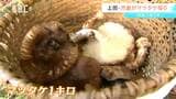 「良い香り」上田市で小学生がマツタケ採りを体験　「地元の自然に親しみ、故郷に誇りを感じてもらいたい」|TBS NEWS DIG