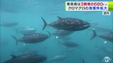 “海のダイヤ”太平洋クロマグロの来年度の漁獲枠案が発表　青森県は全国で最も多く唯一の600トン台　『大間マグロ』扱う漁協からは「ありがたい」　|　青森のニュース│ATV NEWS│青森テレビ