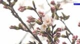 2024年より1日遅く、例年より3日早くサクラ開花を宣言 基準木咲く 岩手・一関市|TBS NEWS DIG