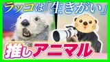 【動物推しの“沼”】ラッコは「生きがい」鳥羽水族館に通い詰める男性の情熱に密着　ランチも忘れて撮影に全集中「仕草も表情も豊かで飽きない」|TBS NEWS DIG