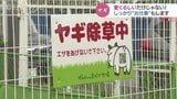 面倒な草刈り引き受けます! ヤギの出張サービス 癒しだけじゃありません 富山|TBS NEWS DIG