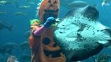 ハロウィーン前に“カボチャダイバー”が魚に餌やり 子どもたちにお菓子を配るよう＝静岡・下田海中水族館　|　静岡のニュース | SBSNEWS | 静岡放送
