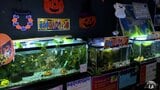 「スケスケでおもしろい!」スケルトンやドラキュラのような魚も!ちょっと不気味な魚たちが大集合 マリエント 水の中のハロウィン展 青森県八戸市 | 青森のニュース│ATV NEWS│青森テレビ