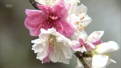 約800本の桃の花が見ごろに 門川町の私設庭園「桃源郷岬」 | MRT