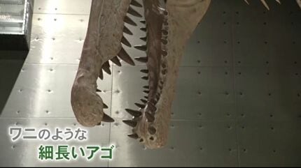 日本初公開！全長14メートル 「スピノサウルス」の標本を7月展示へ