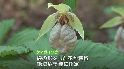 絶滅危惧種のクマガイソウが山の中の群生地で見頃を迎える 山梨・西桂