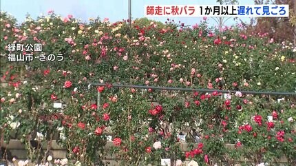 師走に “秋バラ” 夏の猛暑が生育に影響 1か月以上遅れて見ごろ迎える