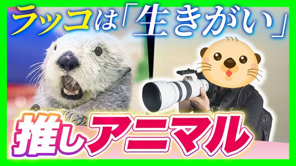 【動物推しの“沼”】ラッコは「生きがい」鳥羽水族館に通い詰める男性の情熱に密着 ランチも忘れて撮影に全集中「仕草も表情も豊かで飽きない」 | MBSニュース | 関西の最新ニュースを分かりやすく。