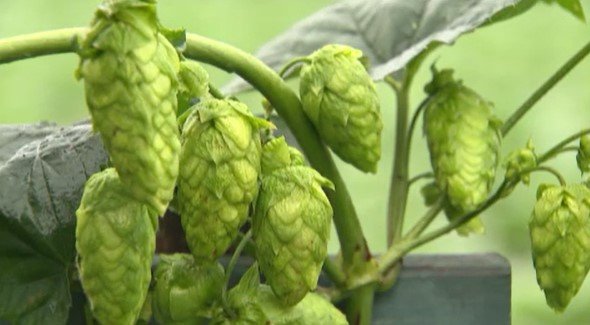 限定クラフトビール醸造へ…ヤッホーブルーイングがホップの収穫、10月に県内外のファンにお披露目　|　SBC NEWS | 長野のニュース | SBC信越放送