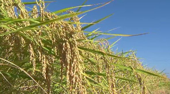 【独自】コメ集荷でJAが農家に前払いする「概算金」長野県内はコシヒカリ60キロあたり1万6000円前後に…過去最高額の2025年比で約4割マイナス…厳しい現状に、農家には「不安」も…　|　SBC NEWS | 長野のニュース | SBC信越放送